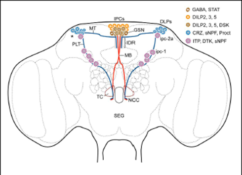 Schema insuphilamid 2